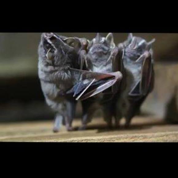 Meet your Posher, Melissa - Picture 1 of 1